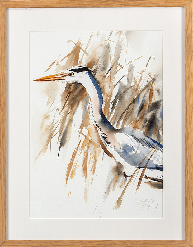 Grey Heron
