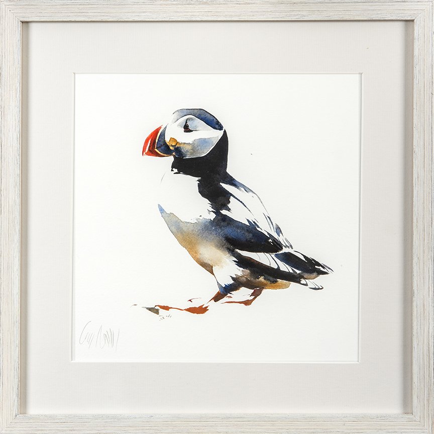 Puffin