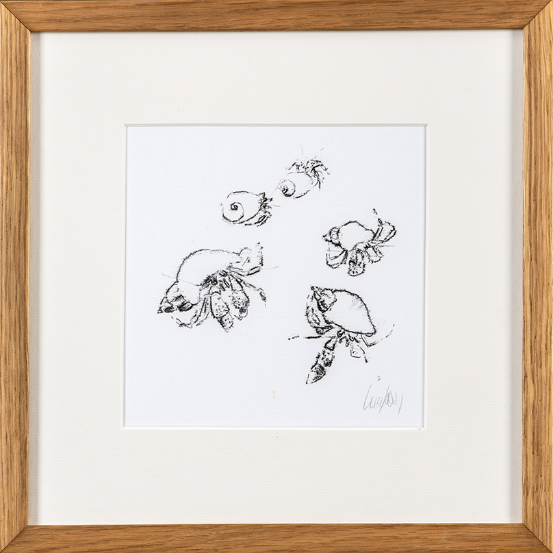 Hermit Crabs