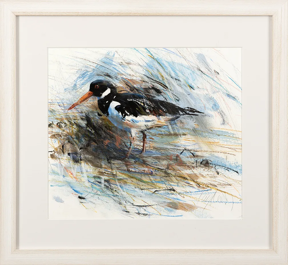 Oystercatcher