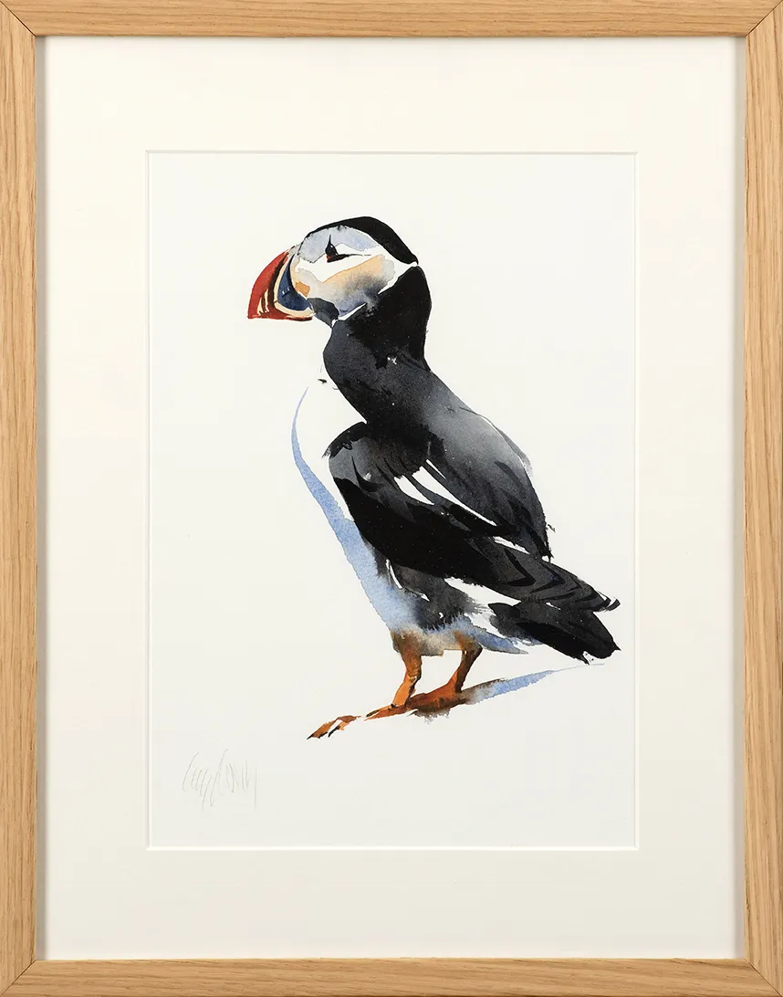 Puffin