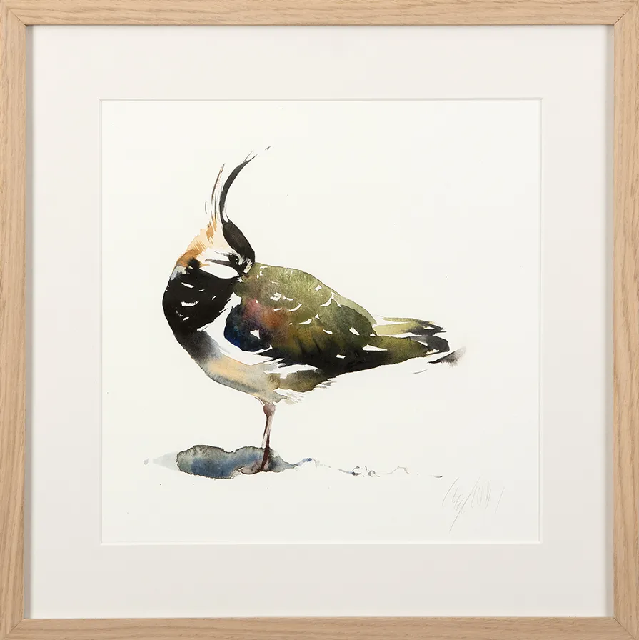 Lapwing, Waters Edge