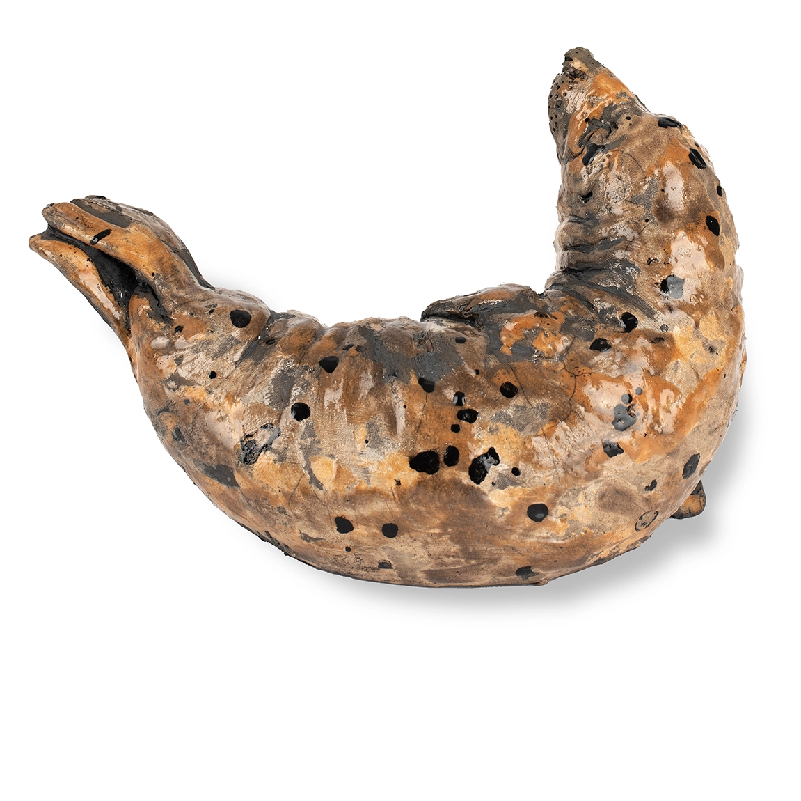 Grey Seal – Male